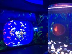 -芜湖新华联大白鲸海洋公园