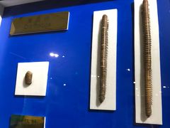 -上海昆虫博物馆