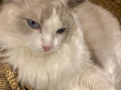 -飞行喵MR PILOT|猫舍·猫咖(静安大融城店)