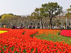 -大宁郁金香公园-停车场