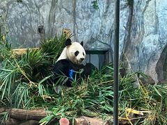 -深圳野生动物园