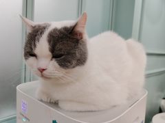 -安格丽娜·狗咖·猫咖羊驼咖(春熙路百盛商场店)