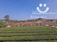 -锄山村