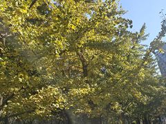 -长白岛森林公园