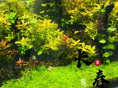 -大自然花鸟鱼虫市场