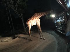 -清迈夜间动物园