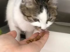 -宠福鑫康馨动物医院·骨科·眼科