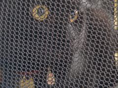 -瑞派康怡24h宠物医院·犬猫医疗中心·微创绝育(瑞景分院)