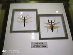 -上海昆虫博物馆