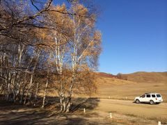 iphone_upload_pic-乌兰布统景区-白桦林