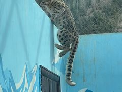 -青藏高原野生动物园