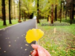 -东平国家森林公园