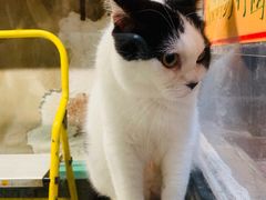 -猫咪博物馆(顶澳仔猫街店)