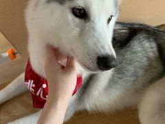 桃心♥️-Husky Go! 哈士奇体验馆·宠物咖啡厅狗咖