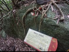 -海南霸王岭国家森林公园