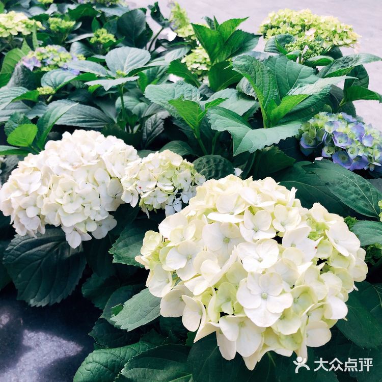 春日踏青好去处•路边的野花也很美