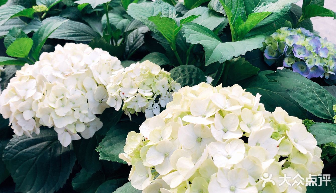 春日踏青好去处•路边的野花也很美