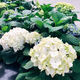 春日踏青好去处•路边的野花也很美