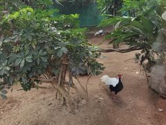 -广州长隆飞鸟乐园