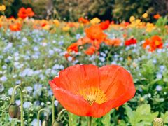 -上海共青森林公园