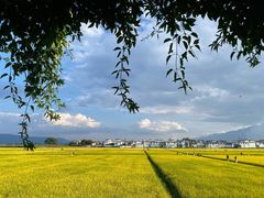 -喜林苑·稻田餐厅(品相府店)