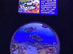 -左海海底世界