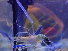 -深圳四季酒店·馥自助餐厅