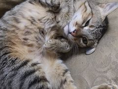 -创凡宠物医院·骨专科  猫科中心(西乡分院)