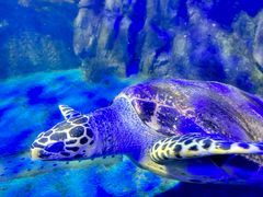 -太平洋海底世界