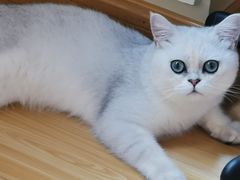 -东方名猫馆·英短金渐层布偶猫舍(环线广场1号楼店)