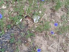 -清真·二嫂子煎饼果子(鼓楼旗舰形象店)