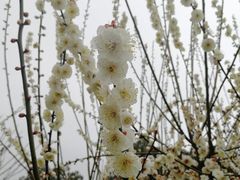 -香雪海