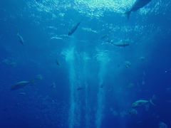 -迪拜水族馆及水下动物园