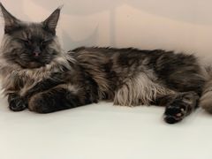 -糯米喵星人·撸猫猫舍咖啡馆(西市场嘉华店)