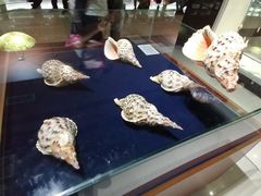 -青岛贝壳博物馆