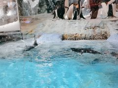 -帝企鹅自助餐厅•儿童岛•真企鹅(长隆企鹅酒店)