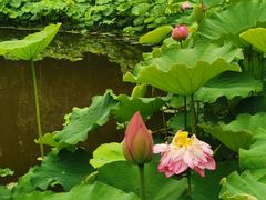 -陈家山荷花公园