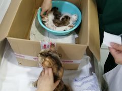 -申普宠物医院·心脏介入·心血管微创(总院)