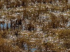 -泸沽湖国家级风景名胜区走婚桥