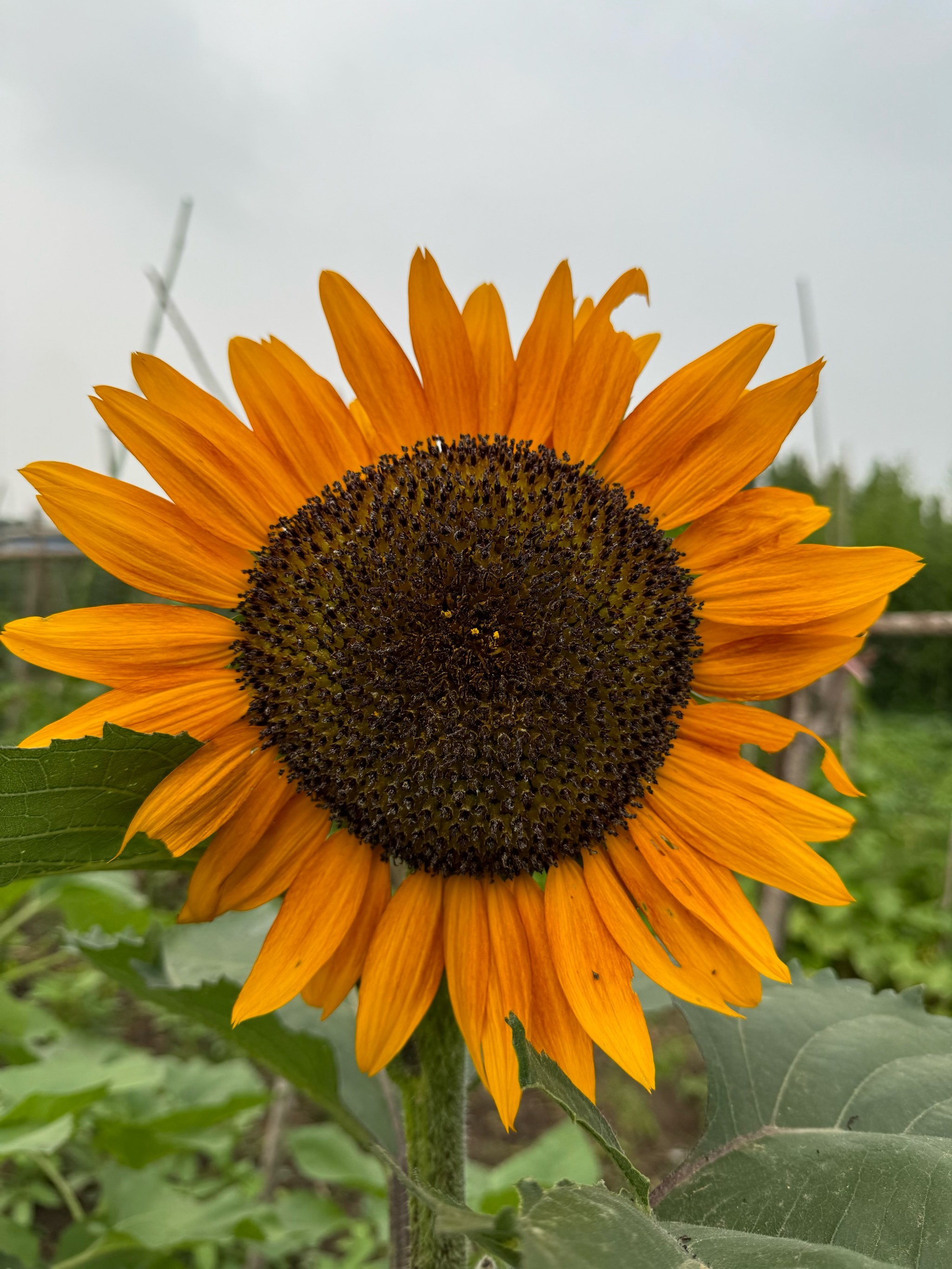 每天认识一种植物
