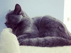 -喵的天空名猫咖啡馆·撸猫·猫舍·用品