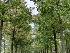 -汉长安城未央宫国家考古遗址公园