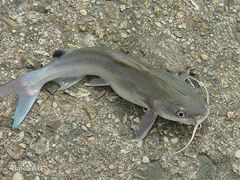 蒜子纹鲶鱼-金三可市井水煮鱼(金碧园店)