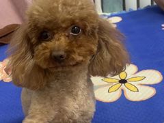 -瑞派宠物医院·中兽医专科(中央商城分院)