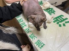 -瑞派宠物医院·24h·骨外科·皮肤科·全科宠物医疗转诊中心(沈阳浑南院)