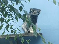 -青藏高原野生动物园