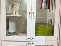 -青奢宠物·青奢猫舍