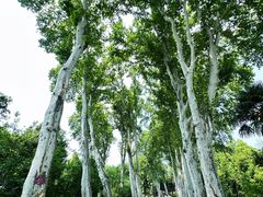 -武汉大学-樱园