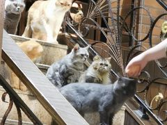 -more than meow吴止猫主题餐厅(承德 中船汇店)