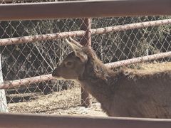 -青藏高原野生动物园
